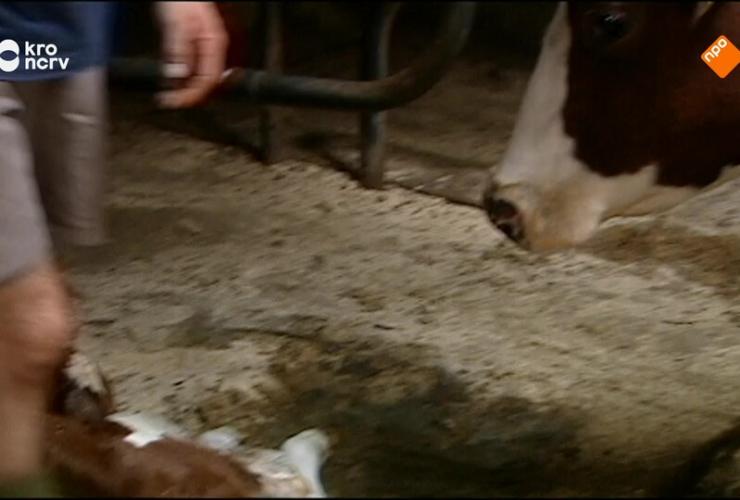 Boer zoekt Vrouw