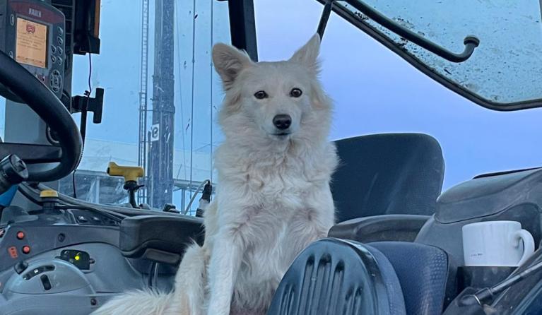 Een hond op een trekker