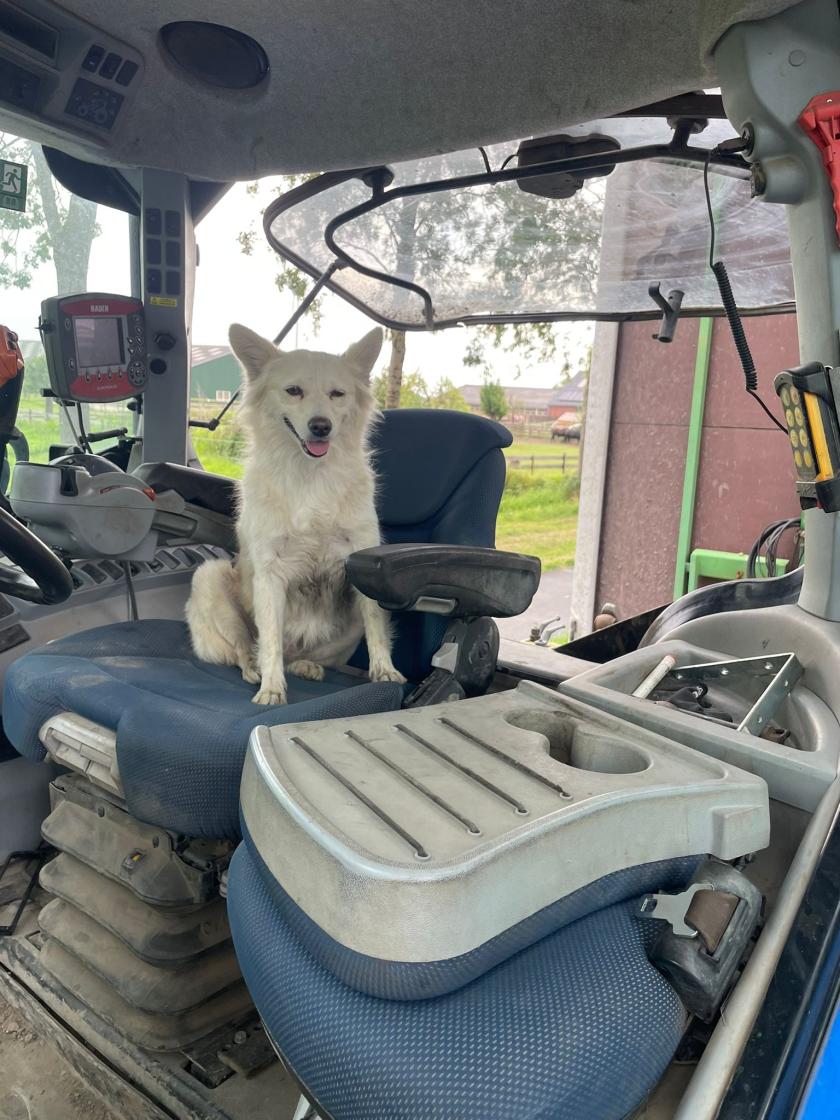 Hond op trekker