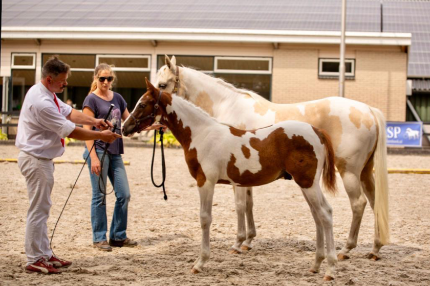 Marnix en Emmie met paarden